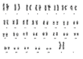 karyotype cattle